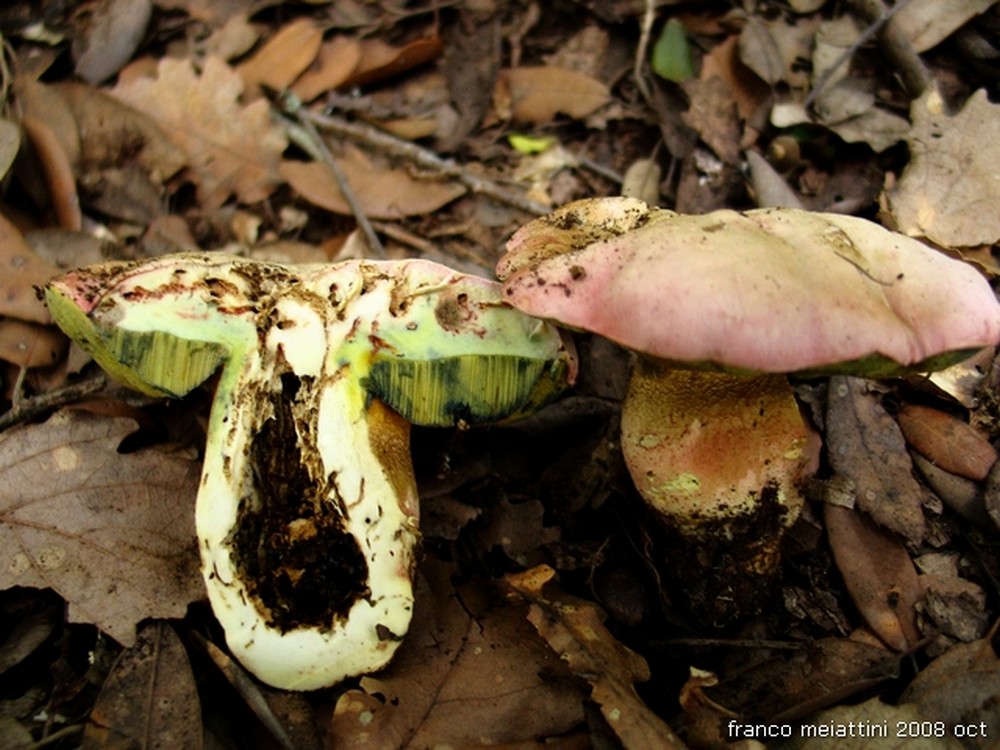 Nel secco bosco di leccio